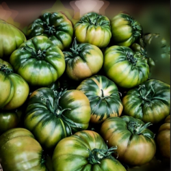 Tomate Raf