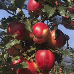 Manzana samboa 