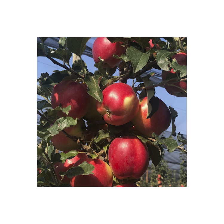 Manzana samboa 