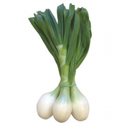 Cebolleta blanaca