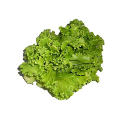 Lechuga batavia