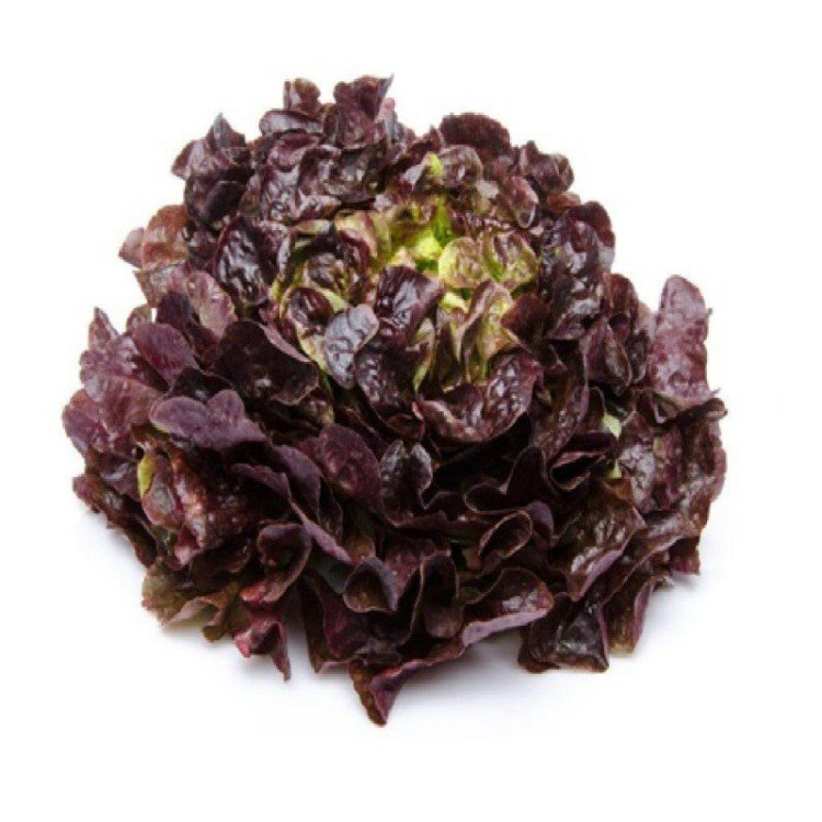 Lechuga de roble