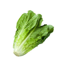 Lechuga