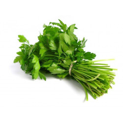 Cilantro Fresco
