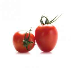 Tomate pera