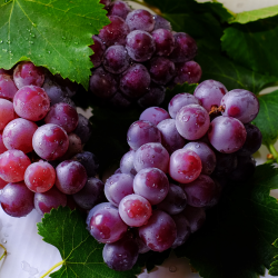 Uva roja de Monforte del Cid