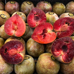 Ciruela Fresa